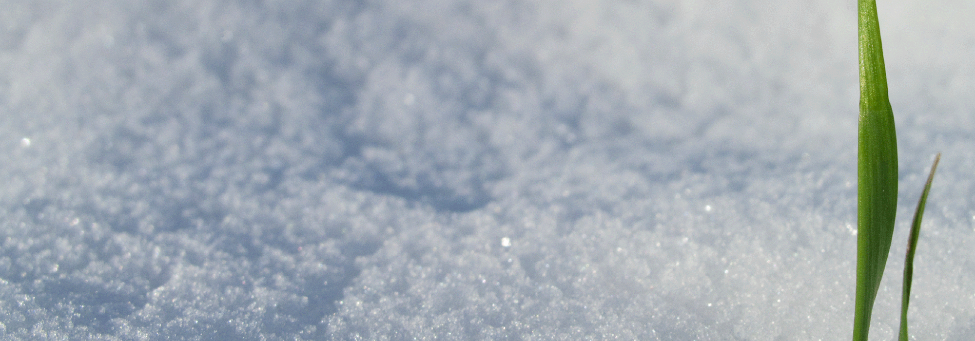 snegraes