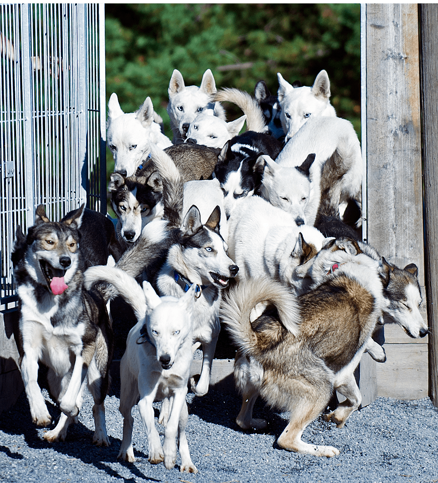 Den store hundeflok